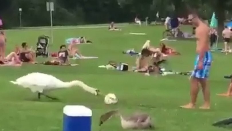 Non trovi amici per giocare a calcio? Prova con un cigno