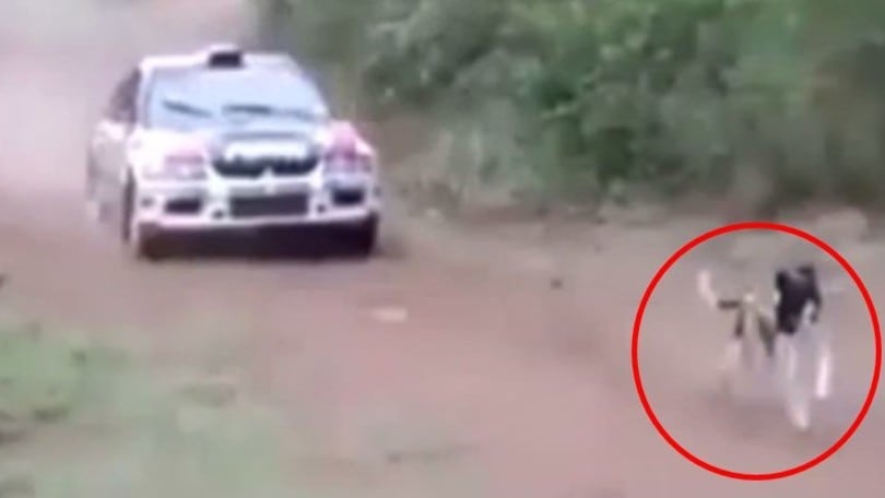 Salto miracoloso: ecco il cane più fortunato del mondo