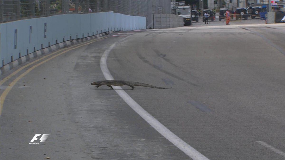 F1 Singapore, una lucertola gigante in pista!