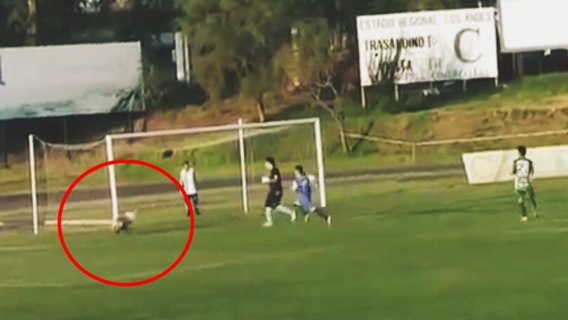Incredibile in Cile: il cane entra in campo ed evita un gol