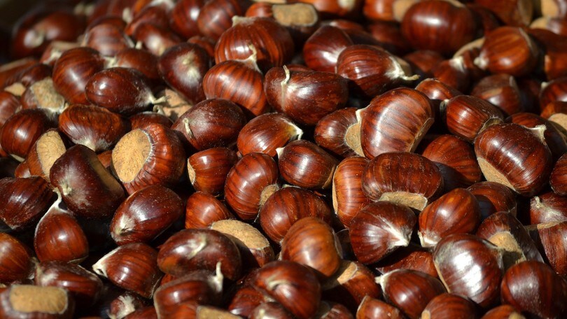 Castagne e tartufo, ecco le sagre del weekend