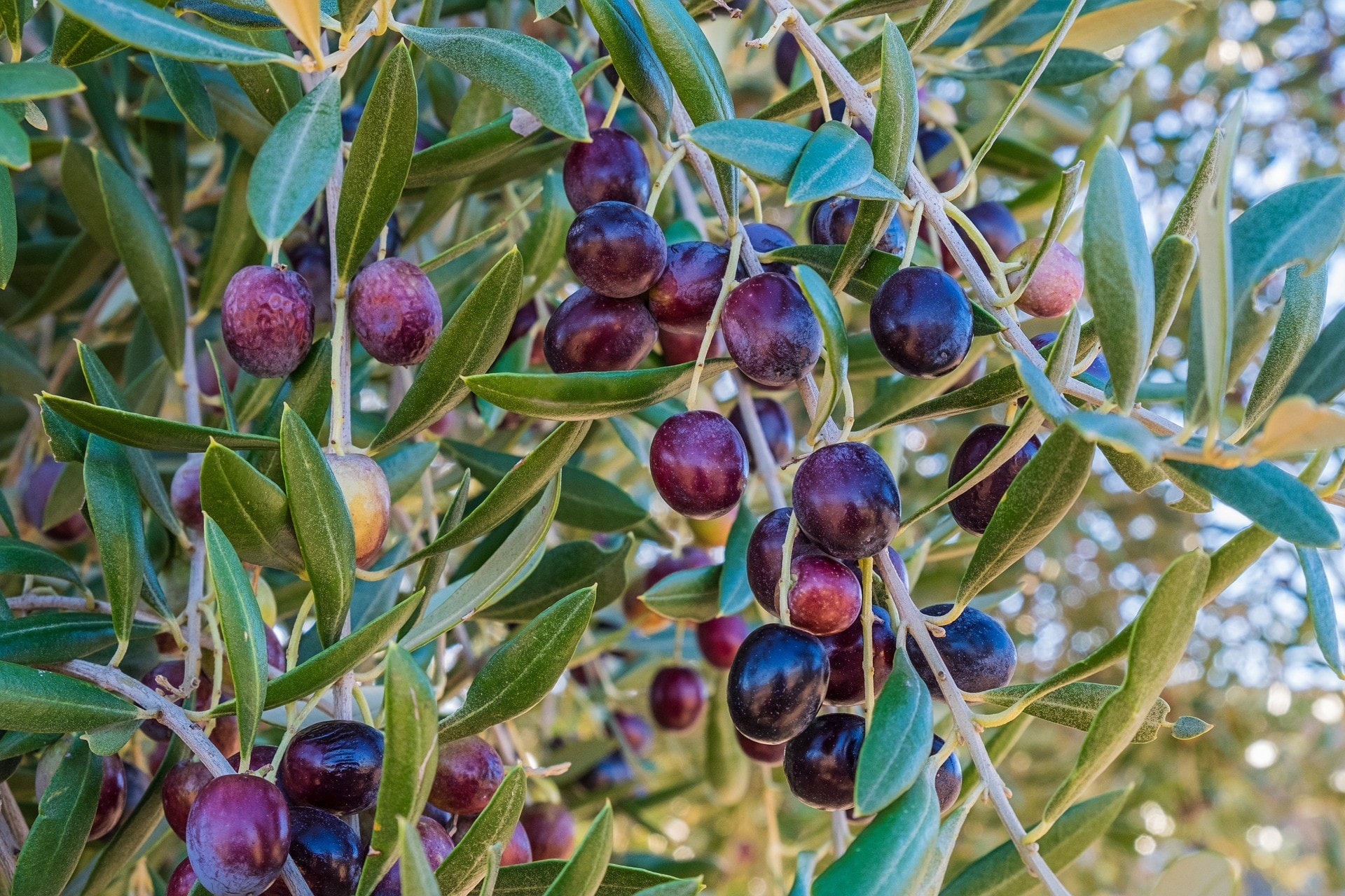 Sagre e feste all'insegna della tradizione