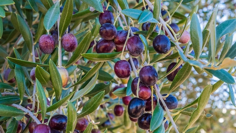 Sagre e feste all'insegna della tradizione