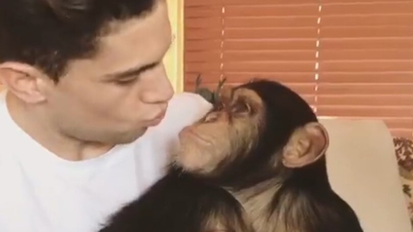 Compra uno scimpanzé, gli animalisti contro Bartra
