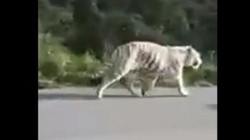 Una tigre bianca a spasso per Monreale