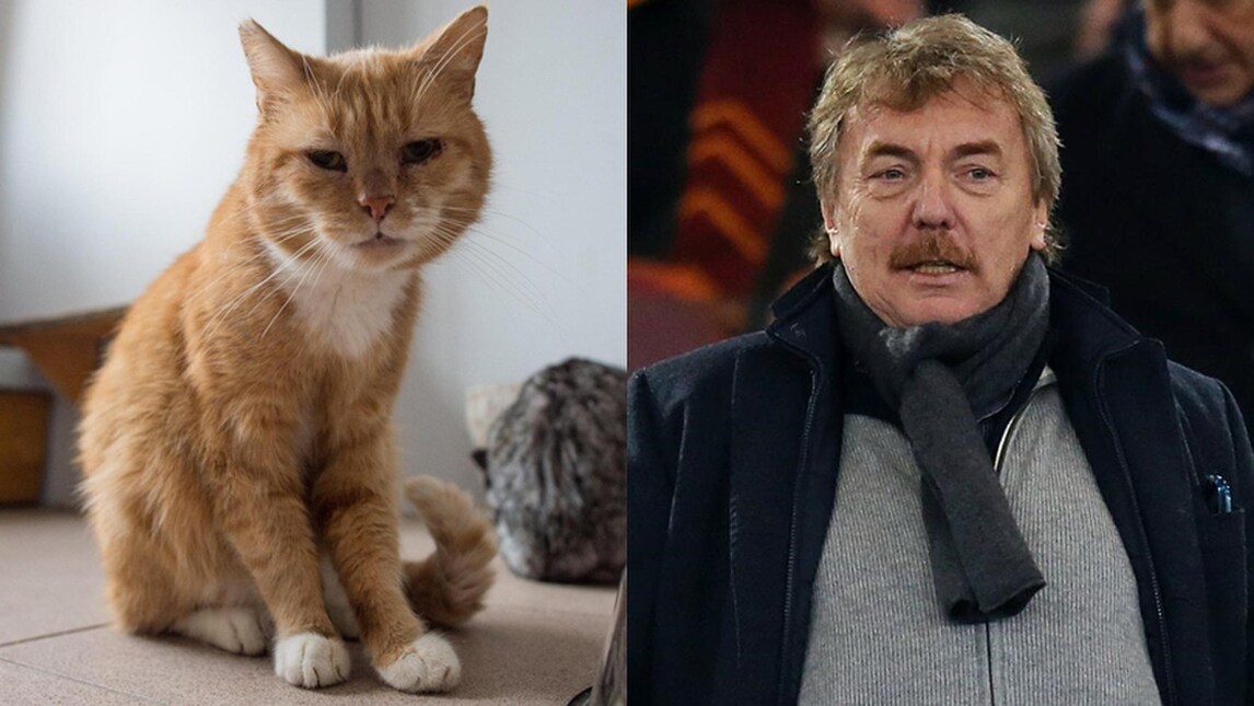 Il gatto che somiglia a Boniek? C'è un premio per chi lo adotta