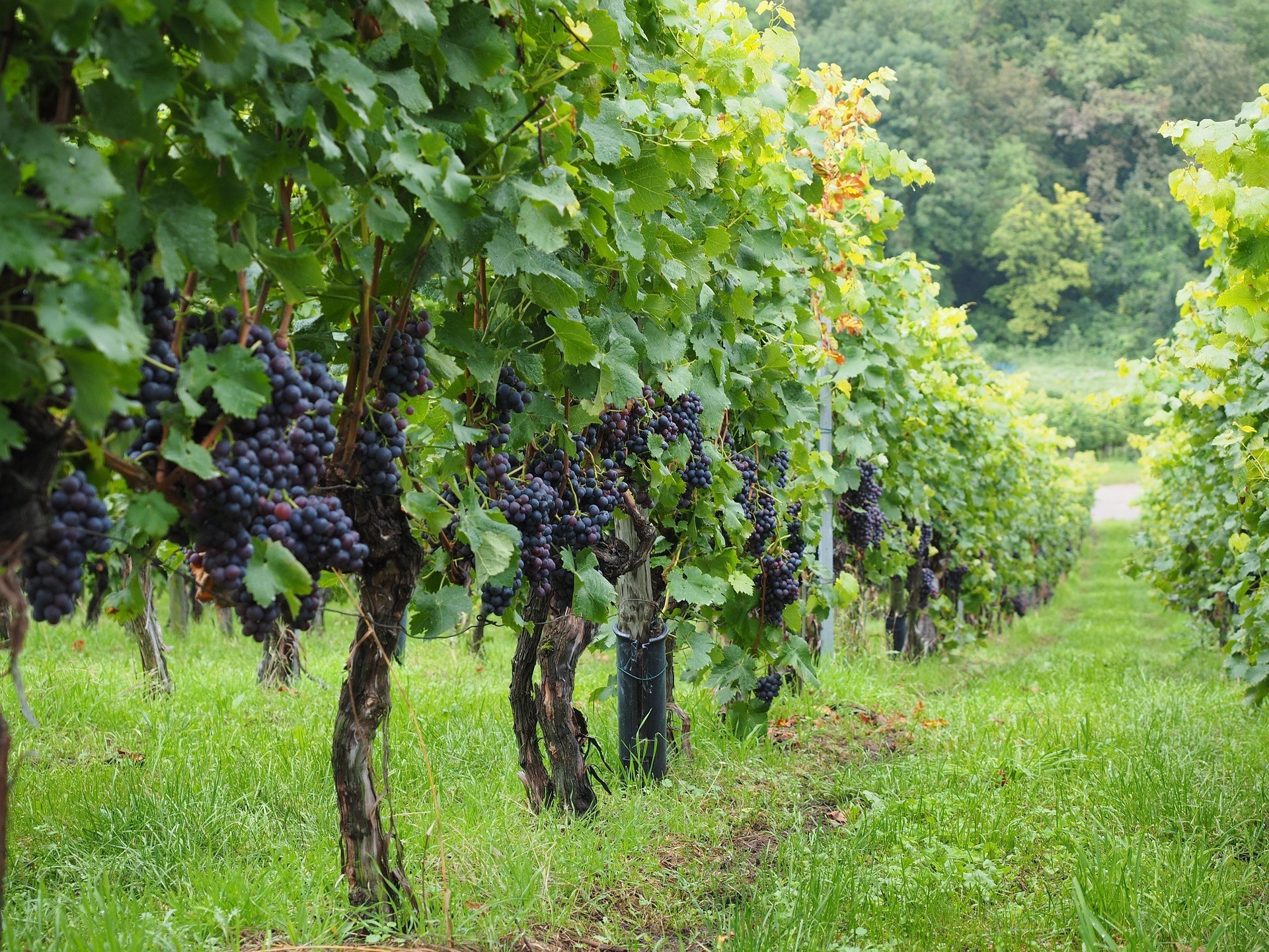 Passeggiando per le strade dei vini laziali