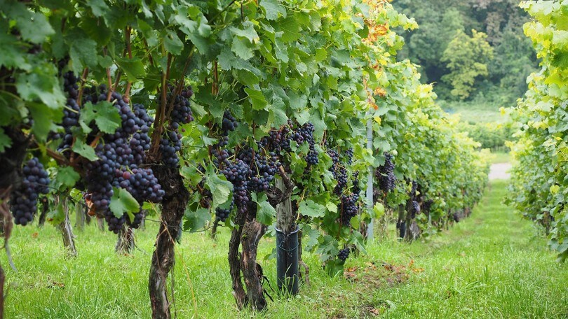Passeggiando per le strade dei vini laziali