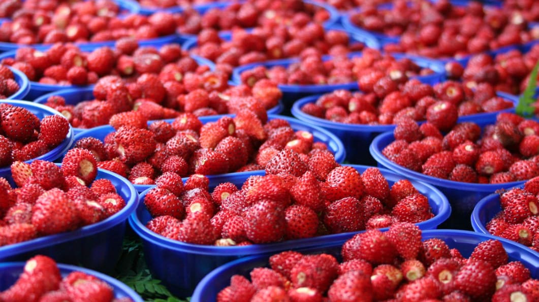La Sagra delle fragole di Nemi