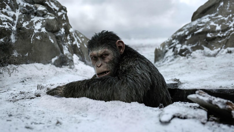 Apes Day, partecipa all'evento del prossimo 8 luglio a Roma!