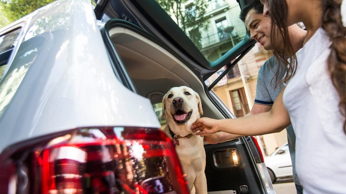 Vacanze Col Cane In Auto 11 Consigli Per Viaggiare Tranquilli