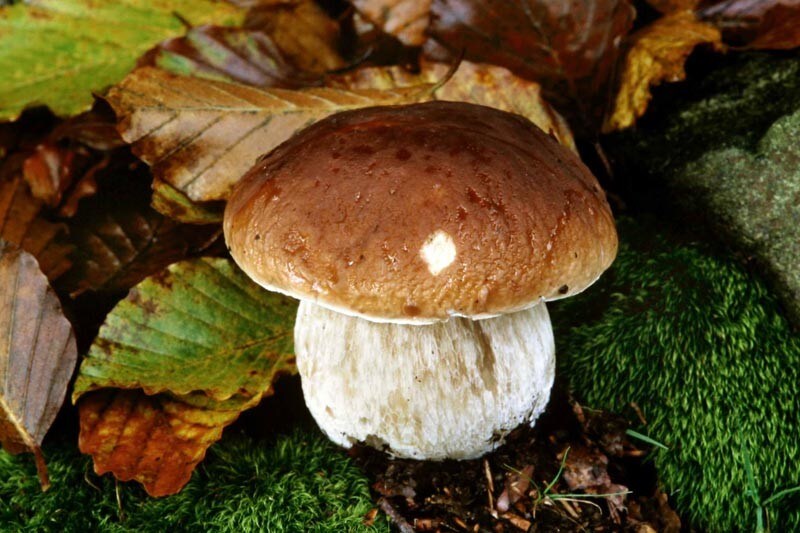 Funghi porcini e “faciolo romano”, il weekend è da gustare