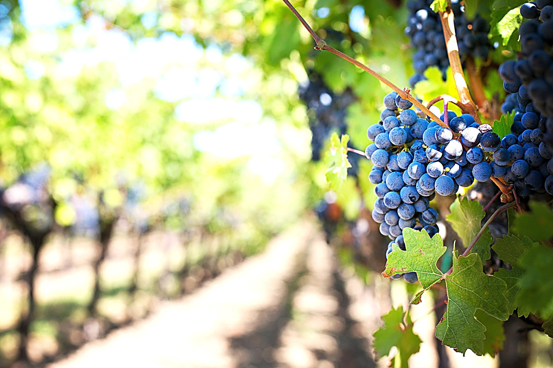 Strade dei vini, una passeggiata tra le vigne del Lazio