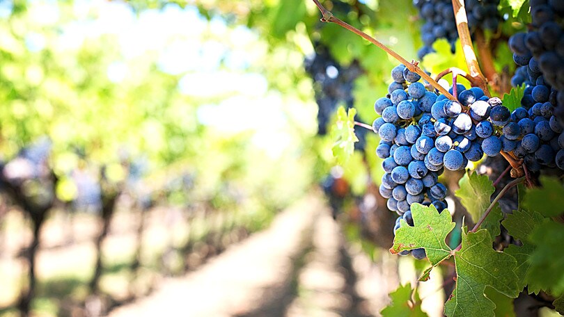 Strade dei vini, una passeggiata tra le vigne del Lazio