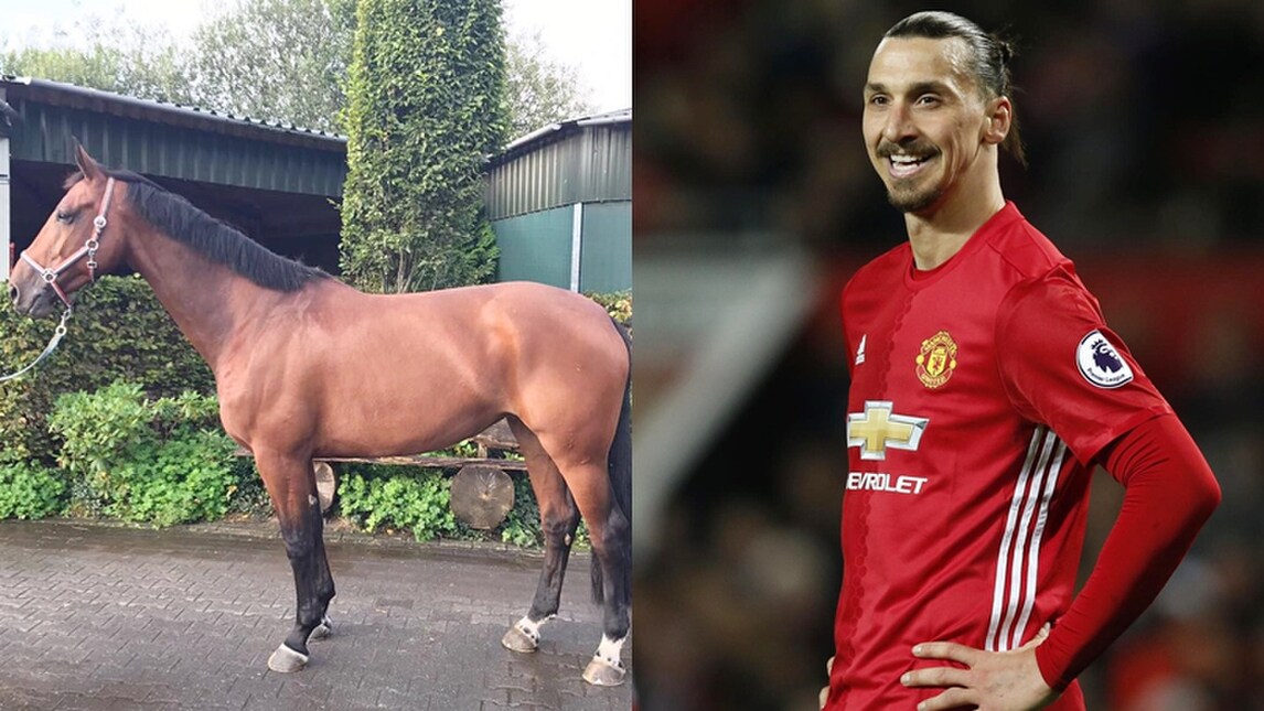 «Ibrahimovic ha comprato un cavallo per diventare campione del Mondo»