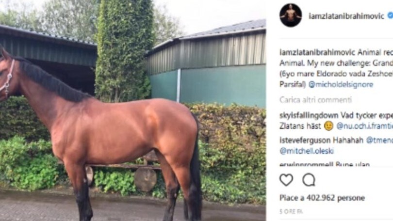 Ibrahimovic compra un cavallo