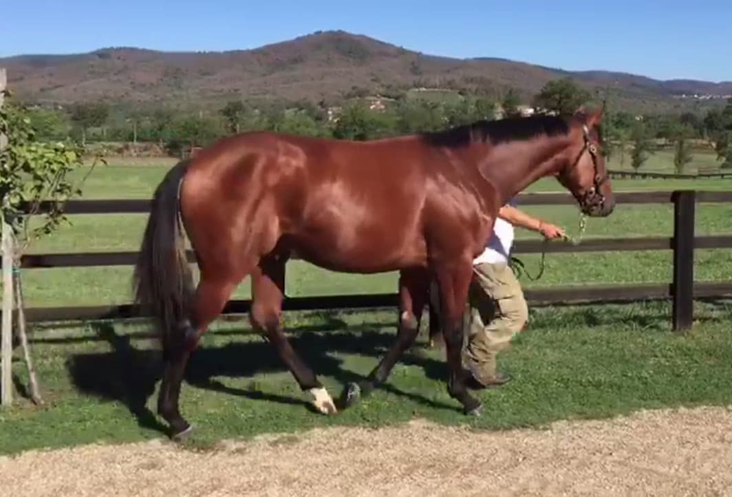 Un italiano top price a Newmarket