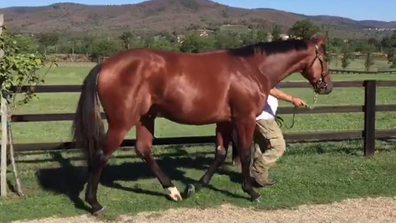 Un italiano top price a Newmarket
