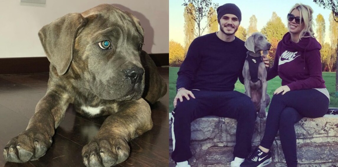 Un nuovo cucciolo per Icardi. E chiede ai tifosi di dargli un nome