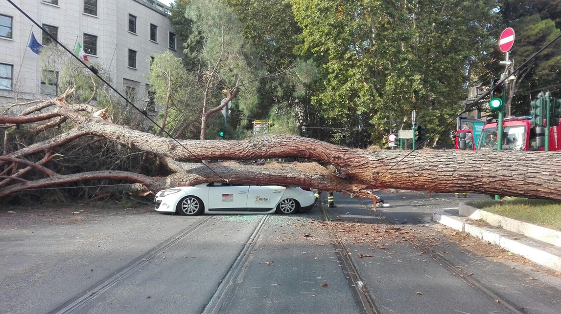Un albero crolla su tre auto in centro a Roma