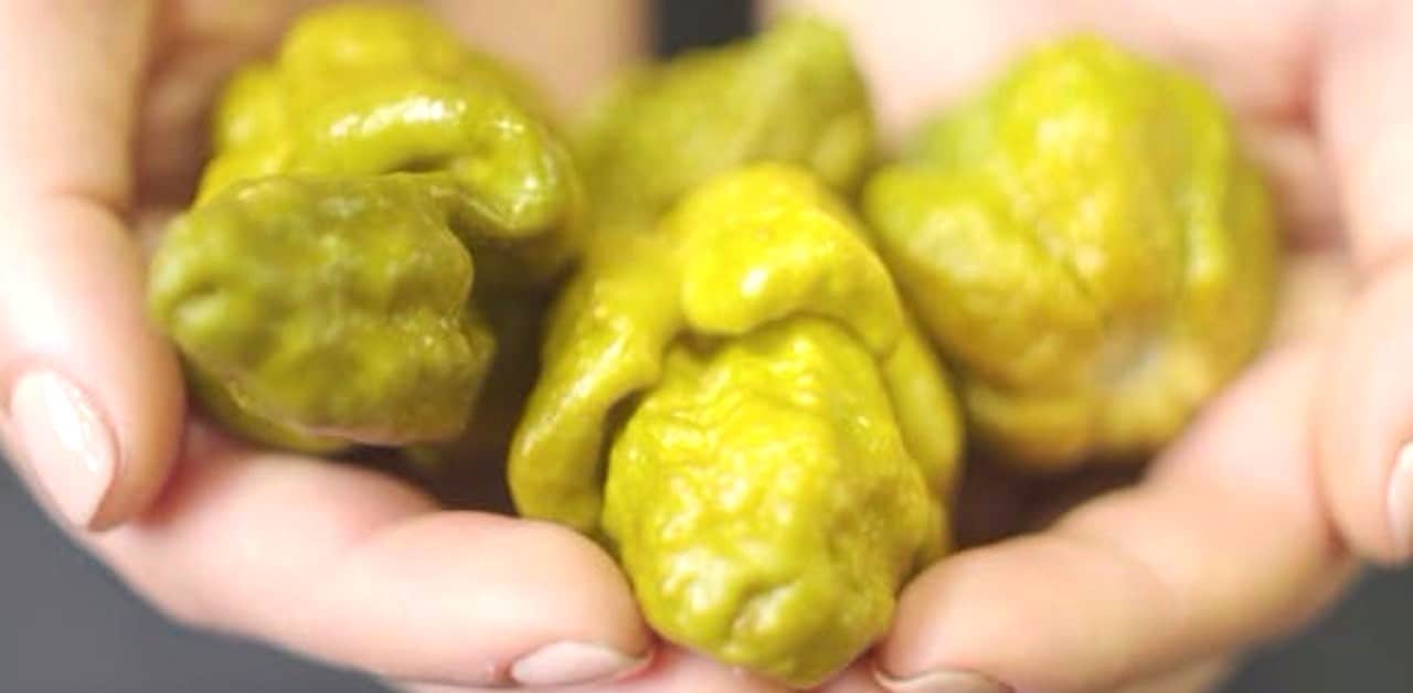 Pepper X, ecco il peperoncino più piccante al mondo
