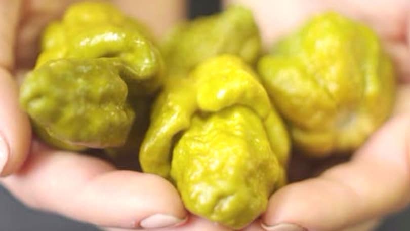 Pepper X, ecco il peperoncino più piccante al mondo