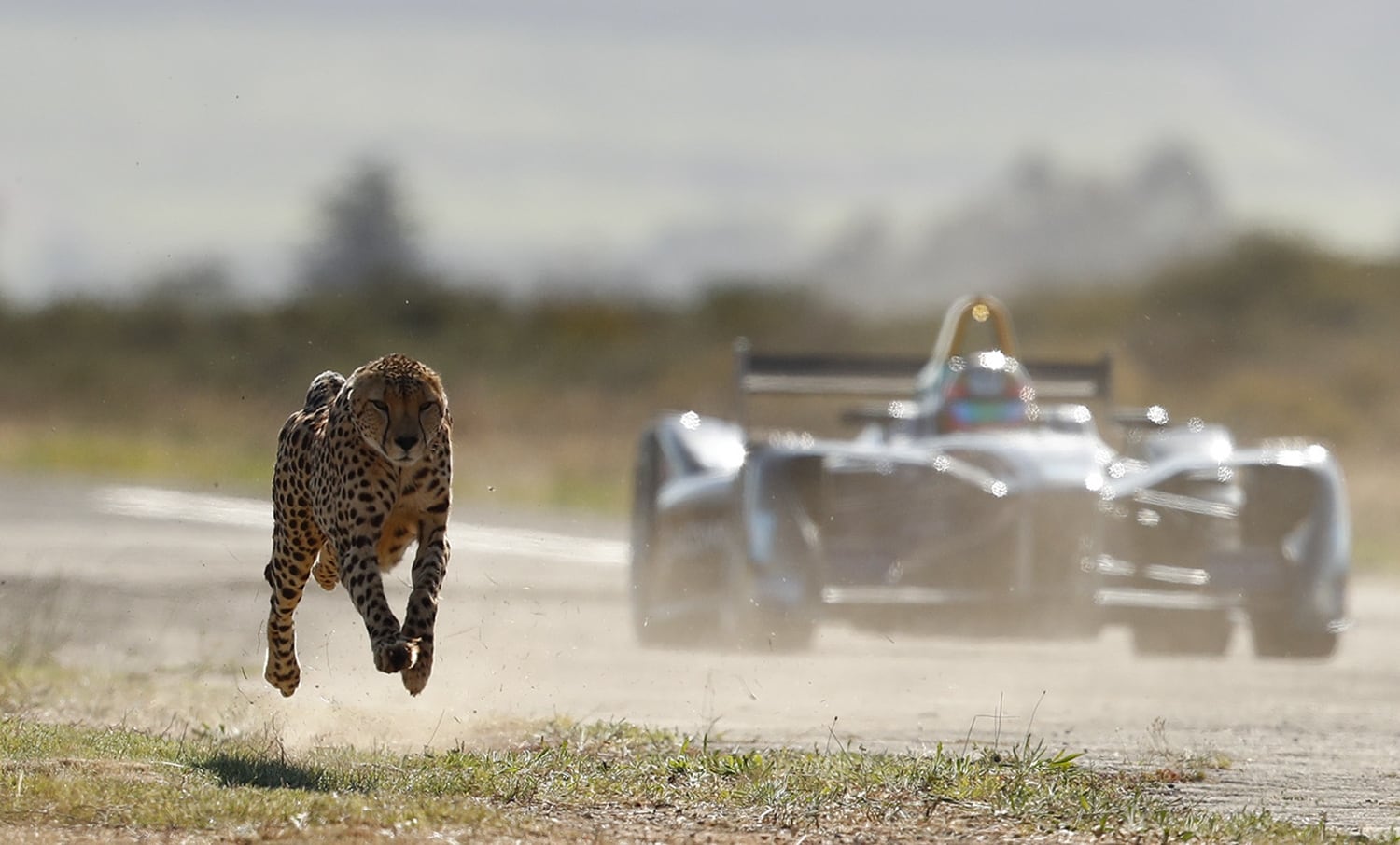 Formula E, la monoposto elettrica sfida il ghepardo