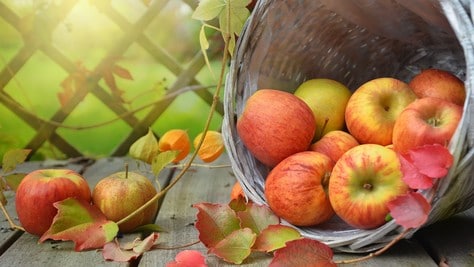 Una mela per la ricerca: AISM torna in 5mila piazze italiane