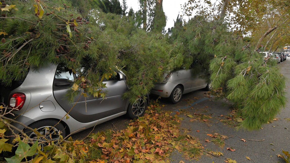 Maltempo: strage di alberi a Roma