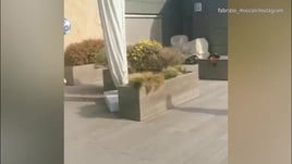 Fabrizio Miccoli, che colpo da maestro!