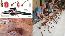 "Il re dei dinosauri era un nuotatore: scoperta rivoluzionaria"