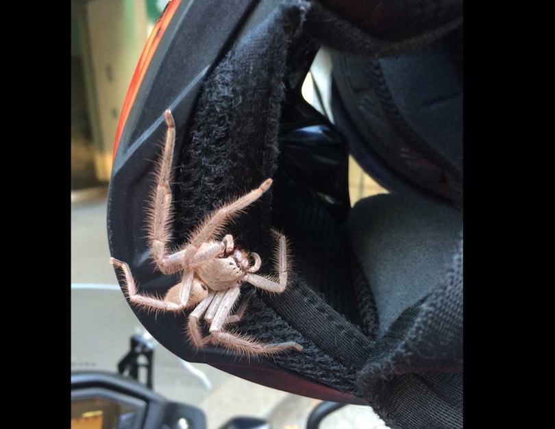 Incontro "horror" in Australia: motociclista si ritrova un ragno gigante nel casco