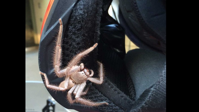 Incontro "horror" in Australia: motociclista si ritrova un ragno gigante nel casco