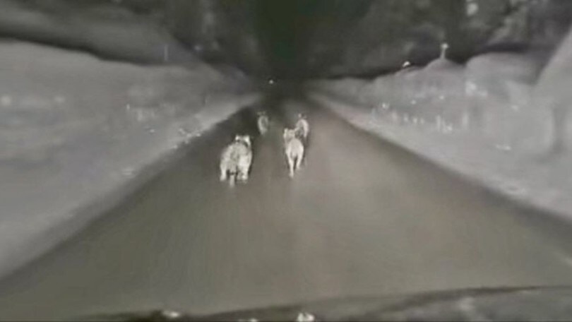 Ghedina, il fratello insegue i lupi con l'auto: scoppia la polemica