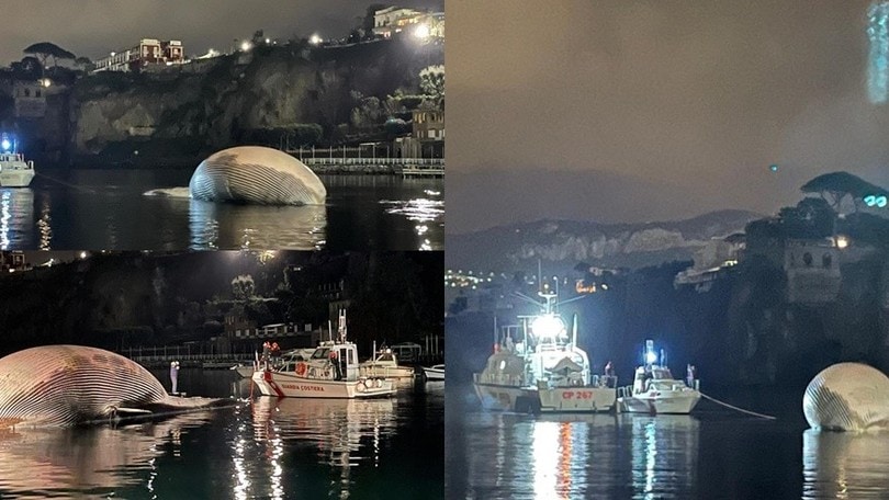Sorrento, la balena è stata trasferita nel porto di Napoli