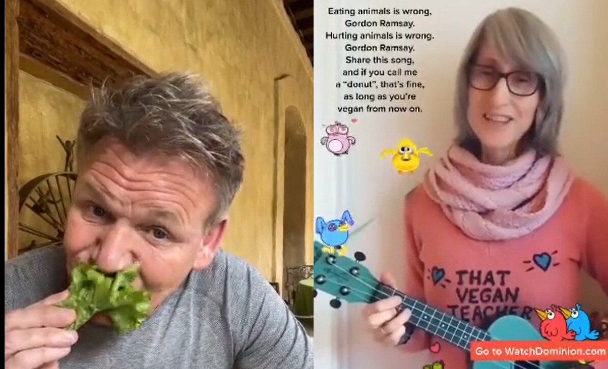 Gordon Ramsey su tik tok risponde alla maestra vegana