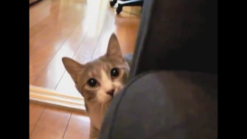 Il gatto gioca a... 1 2 3 Stella!