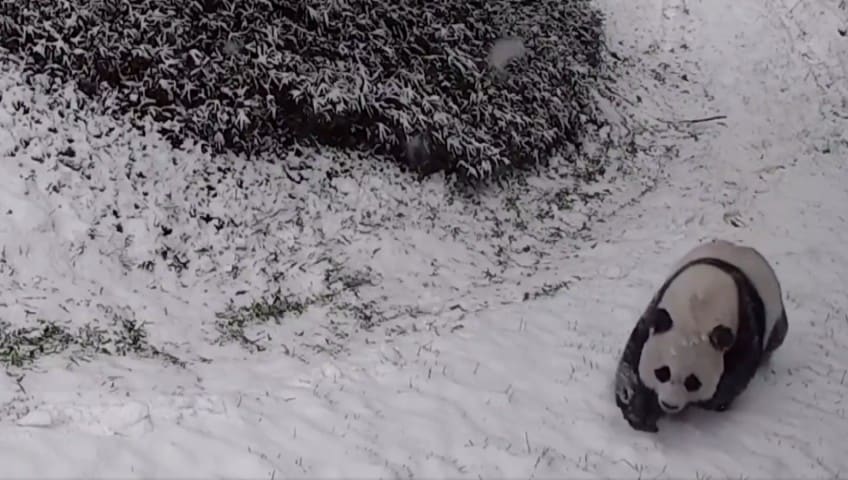 La pazza gioia dei panda sotto la neve!