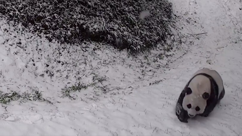 La pazza gioia dei panda sotto la neve!