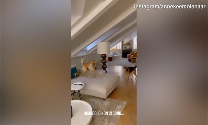 La famiglia De Ligt assente? I cani corrono e si divertono..