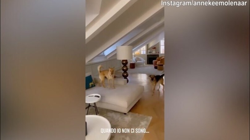 La famiglia De Ligt assente? I cani corrono e si divertono..