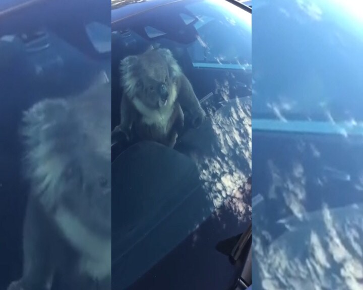 Togliete la patente a quel koala!
