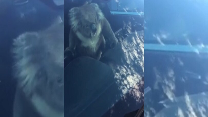 Togliete la patente a quel koala!