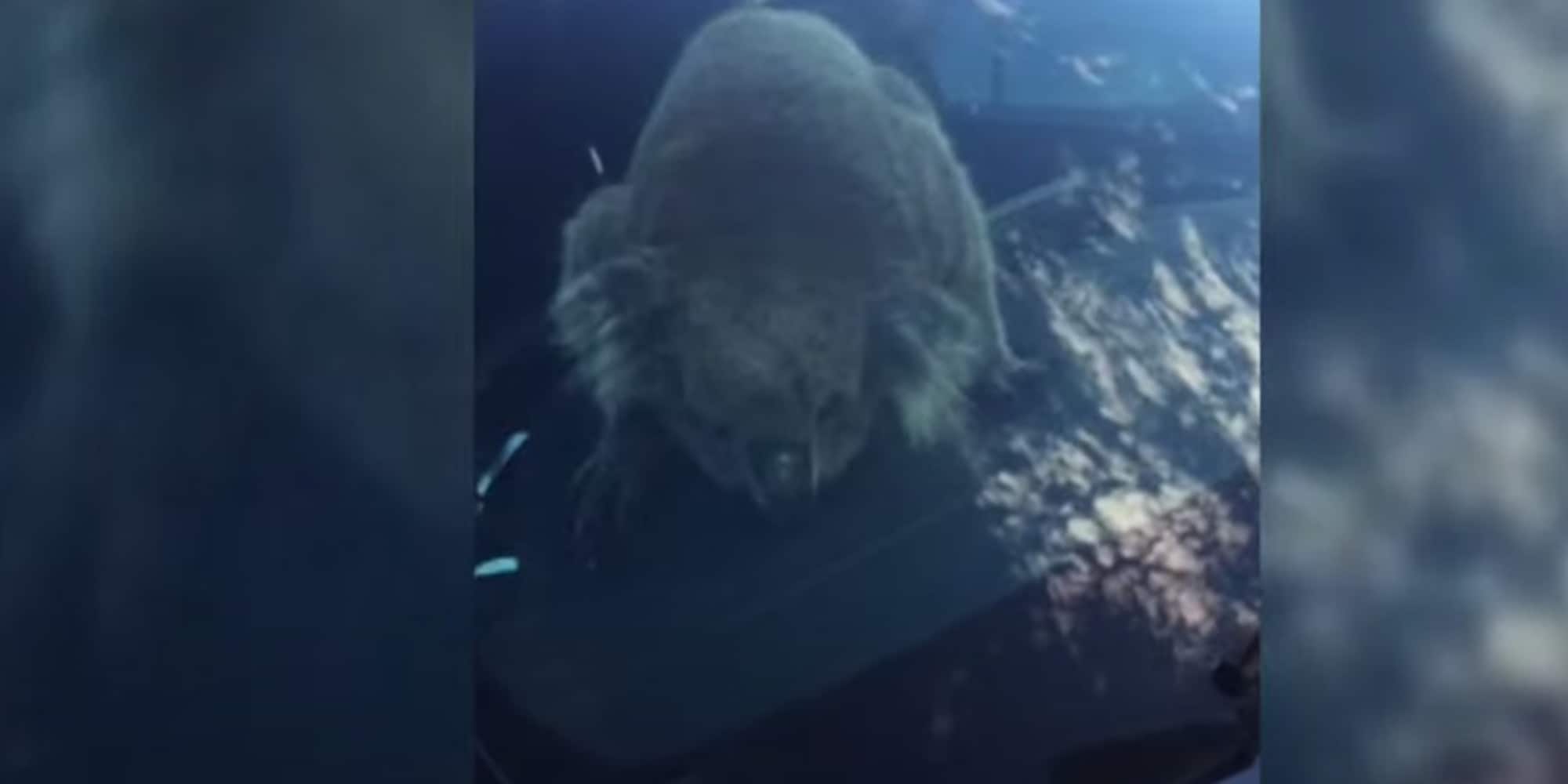 Australia, koala "tampona" cinque auto e si mette al volante VIDEO