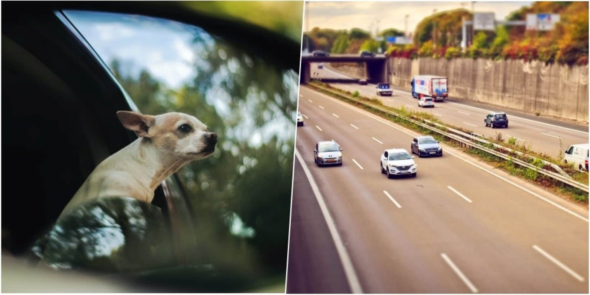 Chihuahua sull’Aurelia: auto “scorta”  il cane per non farlo investire