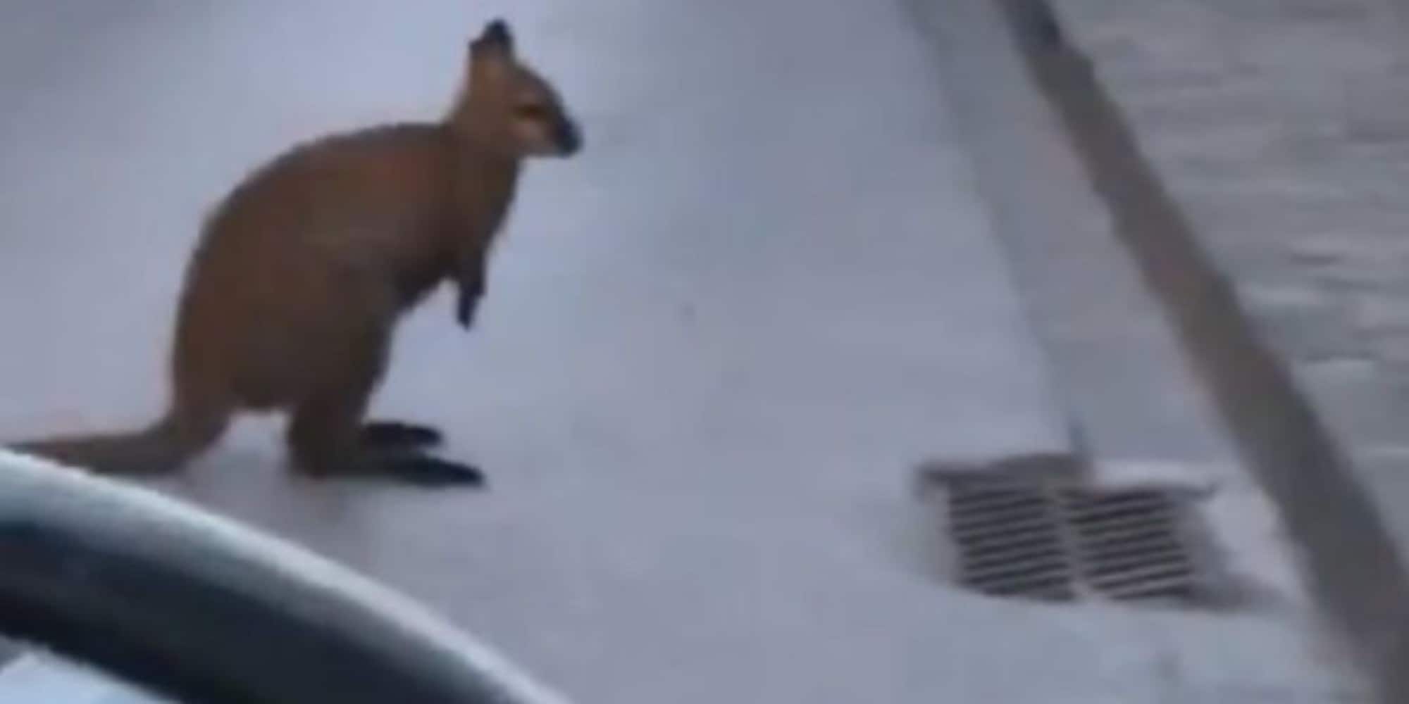 Clamoroso a Barcellona: piccolo canguro catturato in strada