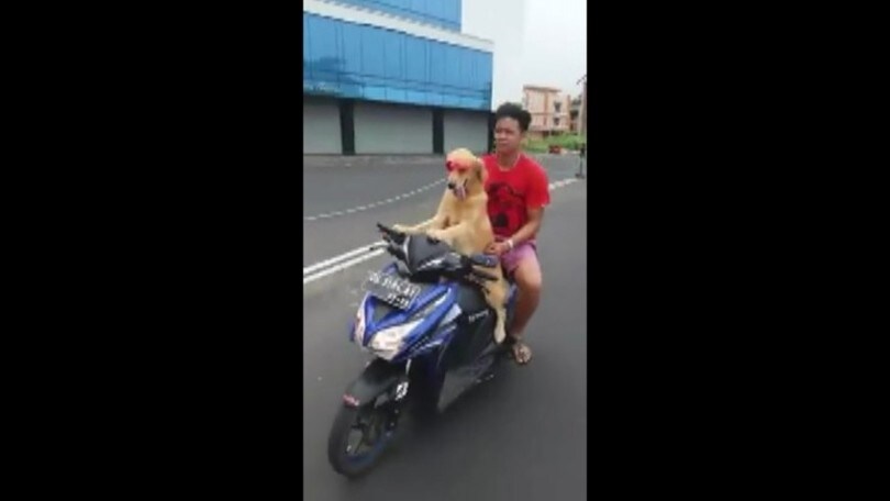 Occhiali da sole e padrone in sella: c’è proprio un cane che guida lo scooter!