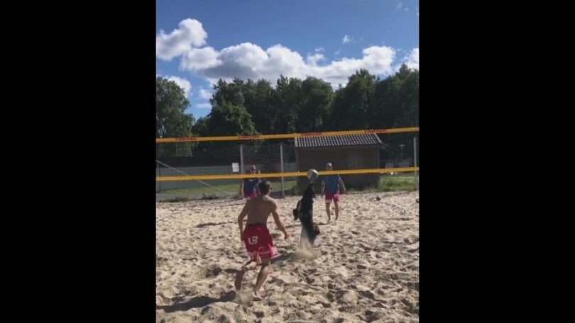 Kiara, la cagnolina è imbattibile a beach volley