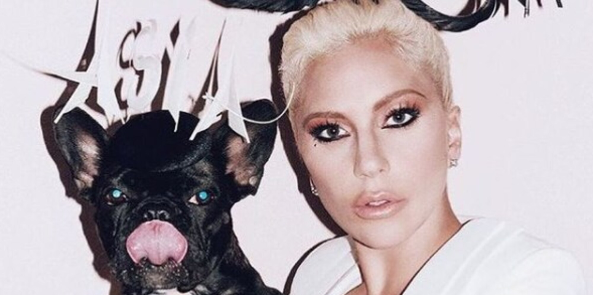 Lady Gaga, la clamorosa sparatoria e il furto dei suoi bull dog