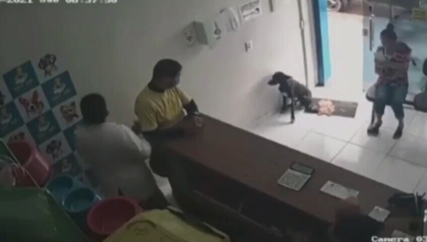 Cane randagio ferito va da solo dal veterinario: il video è dolcissimo